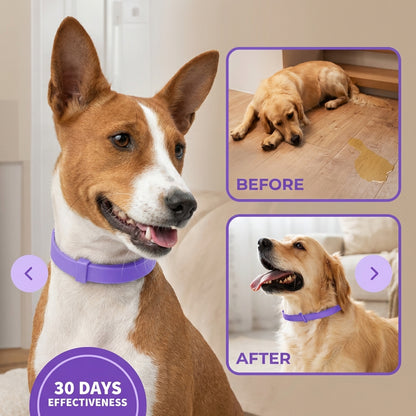 PetCalm - Stop Your Pet’s Anxiety in Minutes Without Medication