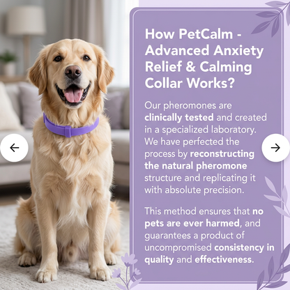 PetCalm - Stop Your Pet’s Anxiety in Minutes Without Medication